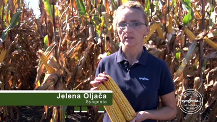 Zoan – odličan hibrid za svakog ratara