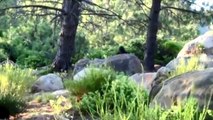 Top 5 Convincing BIGFOOT Sightings Caught on Camera (ft. Bigfoot Expert)