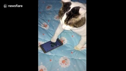 Cat gets mad after losing at mobile game