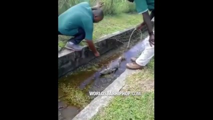 Ne jamais tenter de caresser un alligator... Douloureux