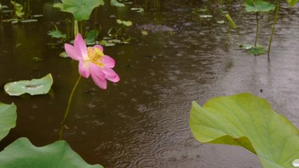 A Red Umbrella 紅雨傘