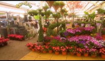 Gigglebiz Humphrey at the Florist shop enjoy his pots of flower