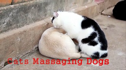 Lady Cat Massages Dog Best