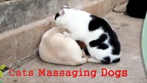 Lady Cat Massages Dog Bes