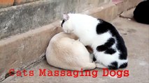 Lady Cat Massages Dog Best Fun