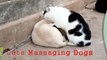 Lady Cat Massages Dog Bes