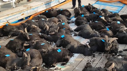 보령 무인도에서 흑염소 57마리 불법 포획 / YTN