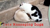 Lady Cat Massages Dog B