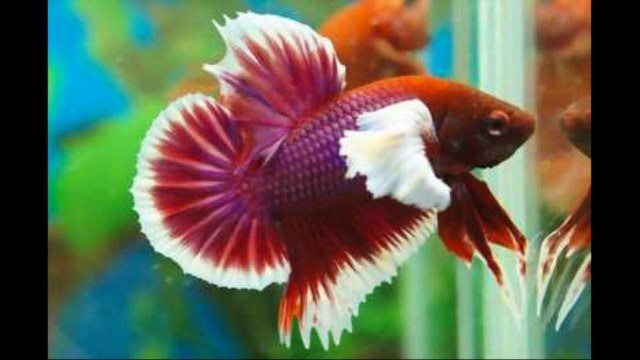 Round tail betta fish