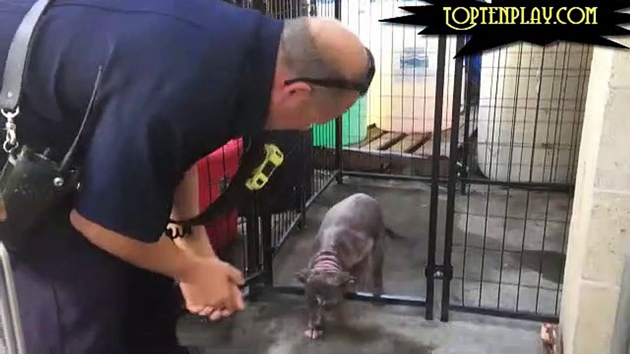 Ce chiot était malheureux et désespéré dans son refuge, mais attendez de voir sa réaction quand elle a vue le pompier qui lui a sauvé la vie