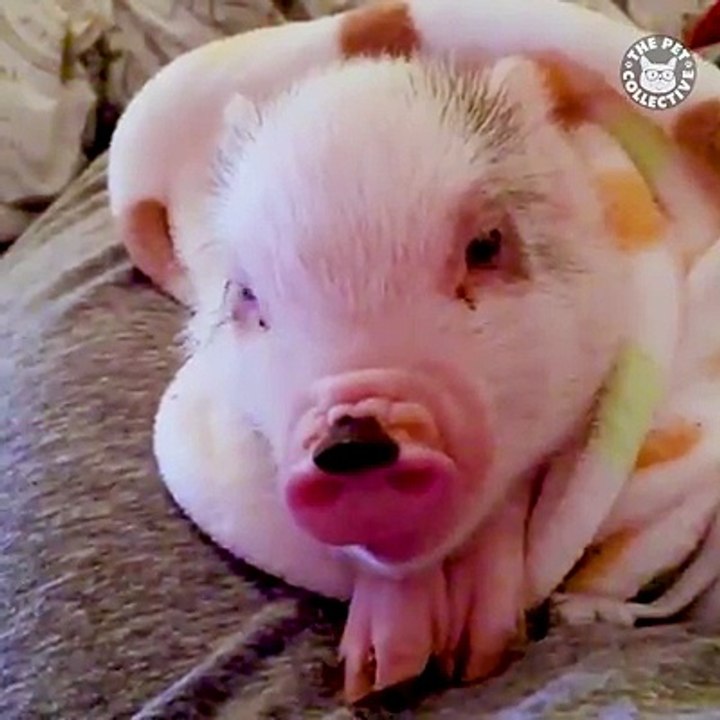 I. WANT. ONE. 