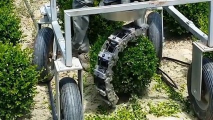 Perfekte Buchsbaum-Form mit der RAP 10: Die innovative Gartenschere aus Italien 🇮🇹