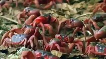 Documentary Ant Documentary Yellow Ants Challenge Red Crabs National Geographic