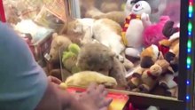 Cat takes a nap in a claw machine