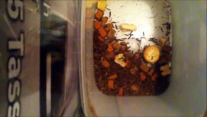 Dermestids Attagenus Unicolor Colony Vid #367-1