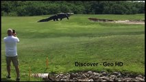 The biggest giant Gator alligator -Crocodile- Walks Across Golf Course in Florida