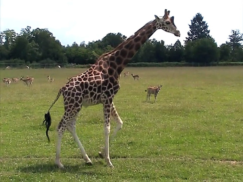 Parc du Reynou-Afrique (23)