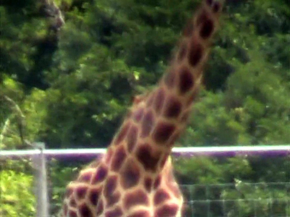 Parc du Reynou-Afrique (22)