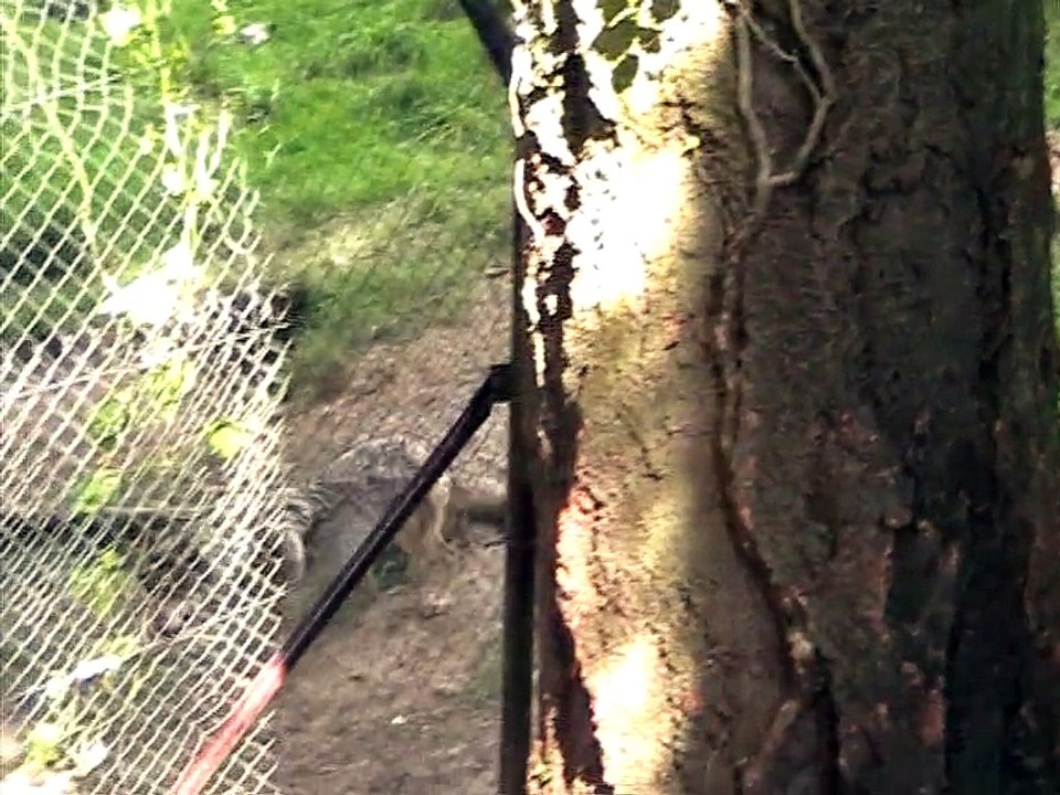 Parc du Reynou-Loups (7)