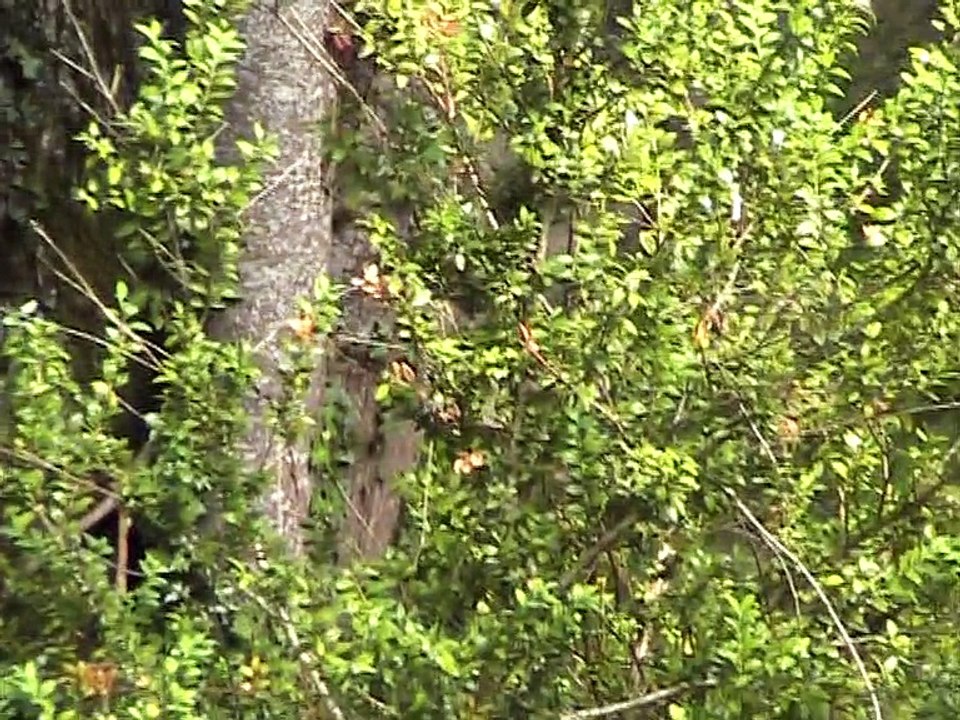 Parc du Reynou-Loups (5)