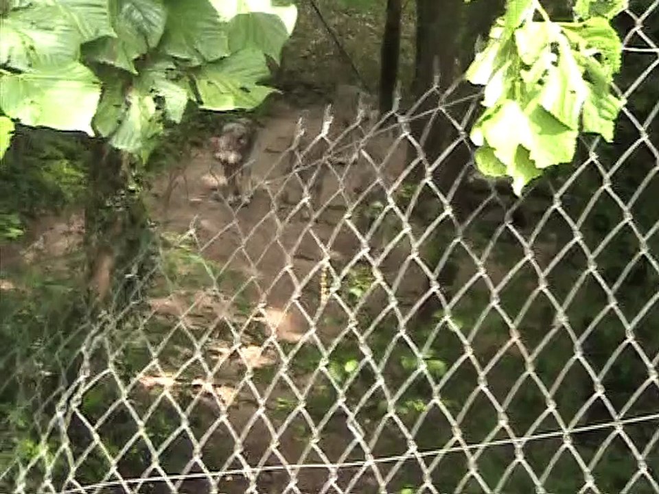 Parc du Reynou-Loups (6)