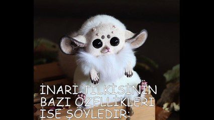 DÜNYANIN EN TATLI HAYVANI İNARİ TİLKİSİ