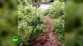 Une adorable vidéo montre un éléphant qui s’amuse en glissant dans la boue