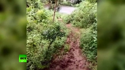 Une adorable vidéo montre un éléphant qui s’amuse en glissant dans la boue