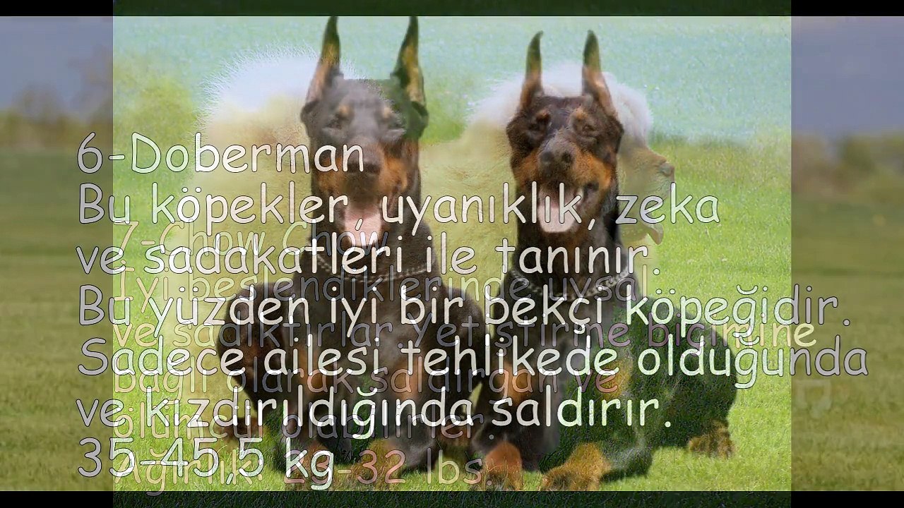 DÜNYANIN EN TEHLİKELİ 7 KÖPEĞİ