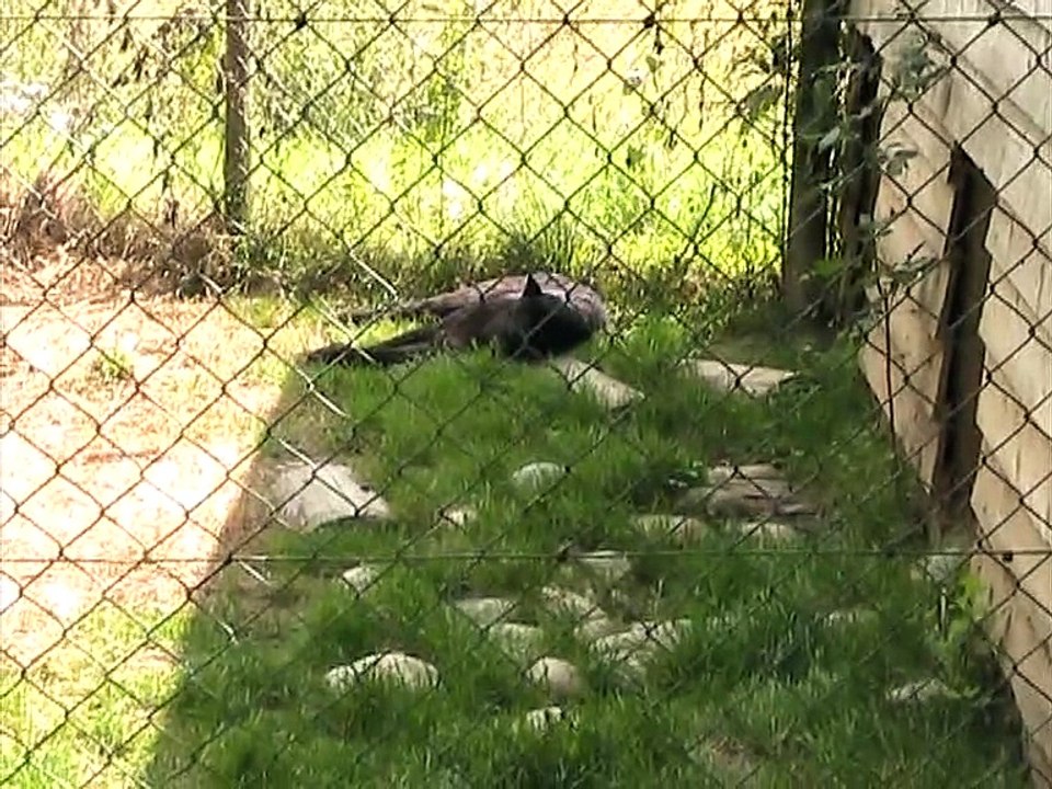 Parc du Reynou-Panthères noires (5)