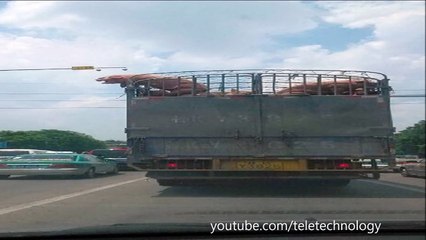 Pig jumps from moving truck to escape slaughterhouse