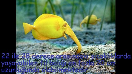 İLGİNÇ DENİZ CANLISI "FİL BALIĞI"