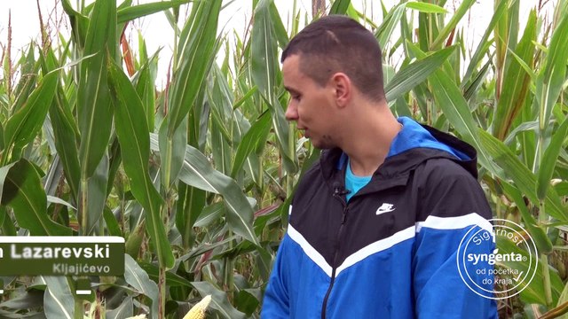 Ovo su hibridi kukuruza koji nadmašuju sva očekivanja