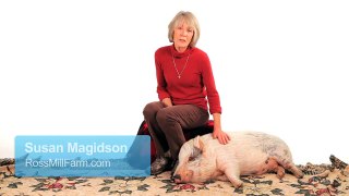 Myth of Mini Pigs & Micro Pigs | Pet