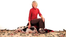 Myth of Mini Pigs & Micro Pigs | Pet