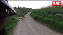 I riu sulmohet nga një tufë me qen, reagimi i tij i shpëton jetën (360video)