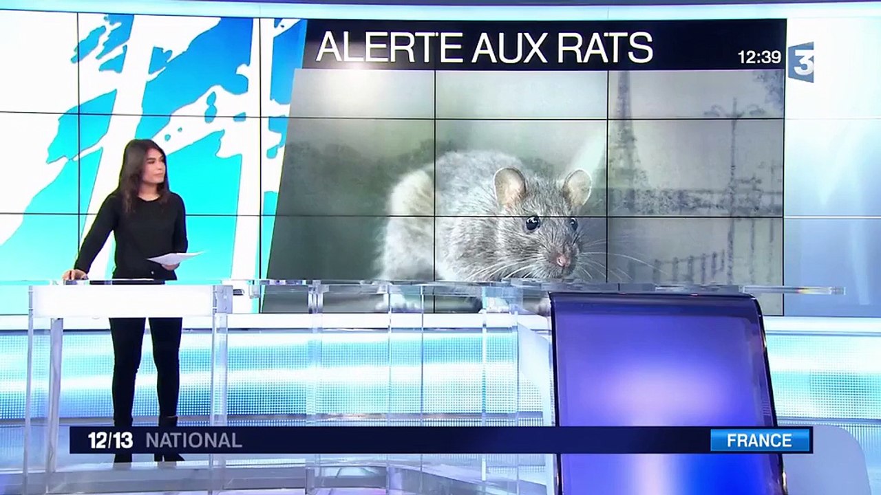 Paris : alerte aux rats