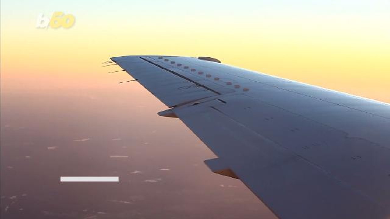 An Airline Will Let You Explore Europe by Watching People's Pets