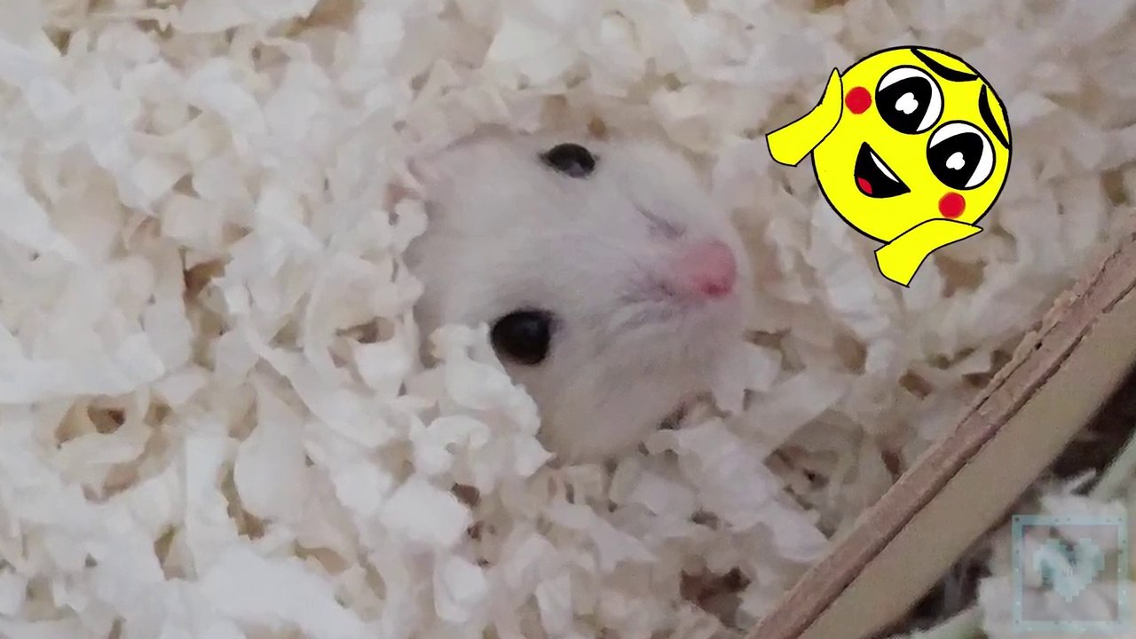 | Cute Hamster Compilation | Cookie is back yet again!