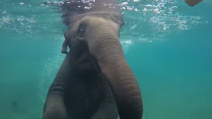 Images incroyables de ce jeune éléphant dans une piscine !