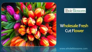 Wholesale Fresh Cut Flower - www.wholeblossoms.com