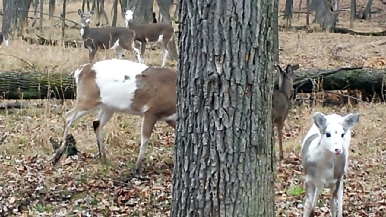 Rare Piebald/Calico Whitetail Deer Herd