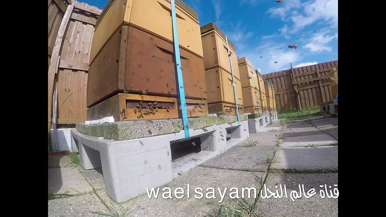 عالم النحل ،شغلات النحل