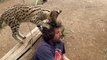 Ce chat sauvage adore les cheveux du caméraman... Adorable