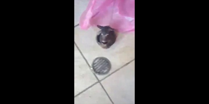 Ce qu'ils vont sortir de leur canalisation de salle de bain est juste horrible...