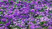 Viola -  Flowering Plants in the Violet Family Violaceae