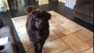 Huge dog shows off his new trick