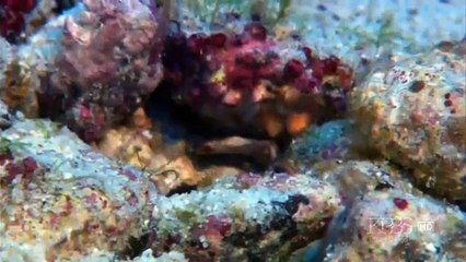 Shark Mountain (Nature Documentary Full Length)