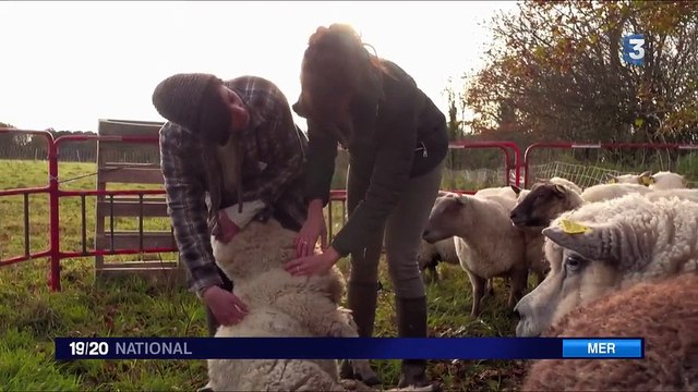 Au Mont-Saint-Michel, une éleveuse s’occupe de moutons qui ont failli disparaître