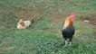 Why Roosters Don't Go Deaf From Their Crows